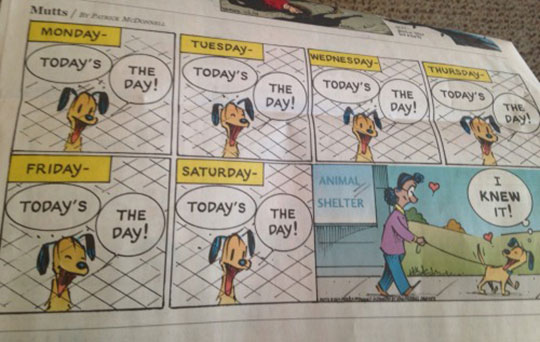cool-dog-comic-shelter-adoption