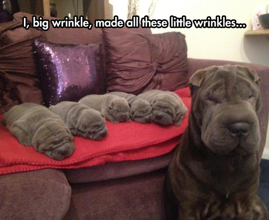 The Wrinkle Family