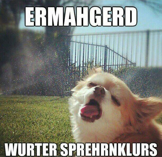 Dog Vs. Sprinklers
