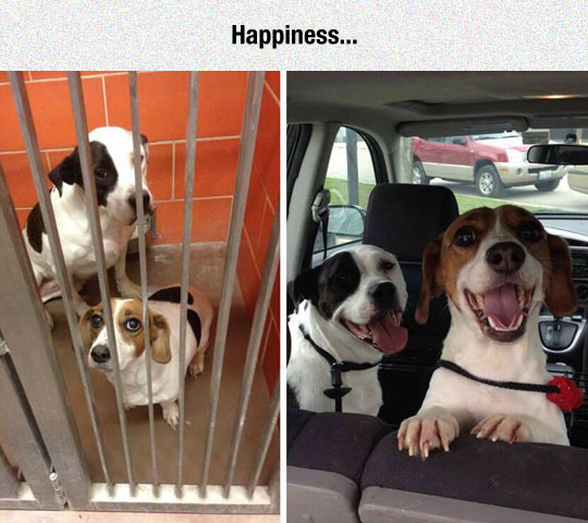 cool-dogs-shelter-adoption-car