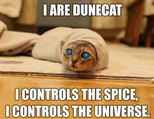 Dune Cat Is Here