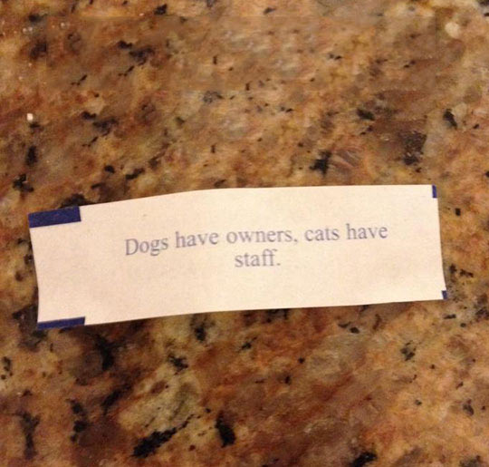 Fortune Cookie Tells The Truth About Dogs And Cats