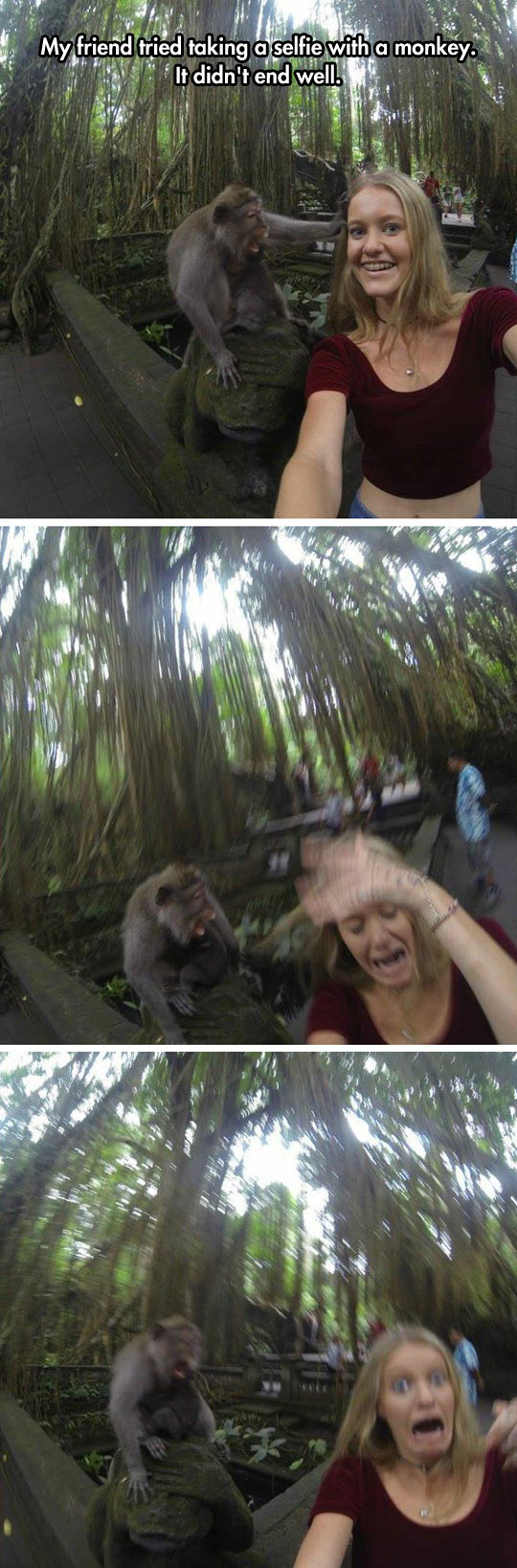 When Your Monkey Selfie Goes Wrong