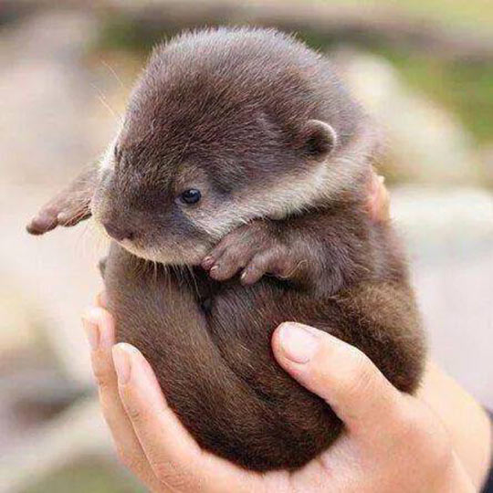 Just A Handful Of Otter