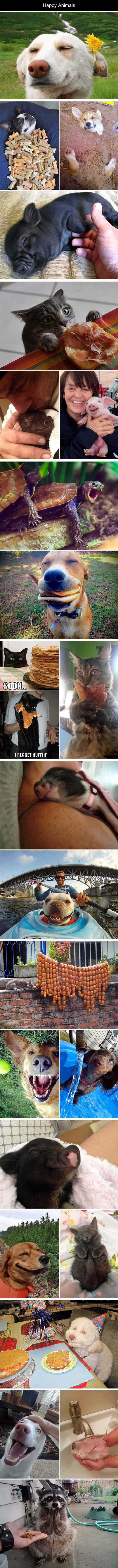 cool-happy-faces-animals-dog-cat