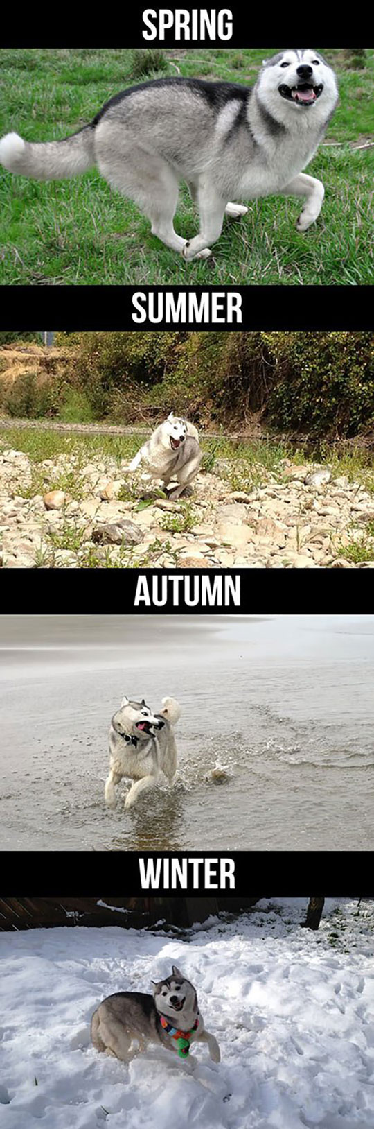 Husky During Different Seasons