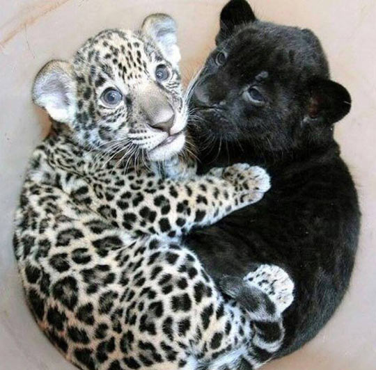 cool-jaguar-panther-cuddling-babies