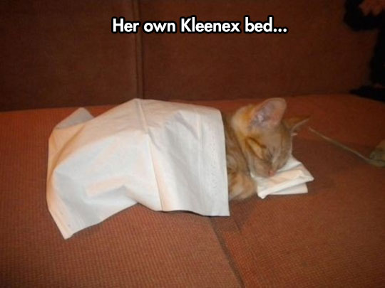 cool-kitty-sleeping-Kleenex-bed