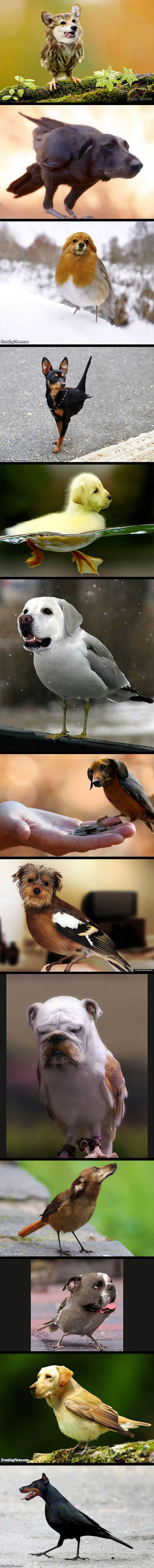 Dogs + Birds = This