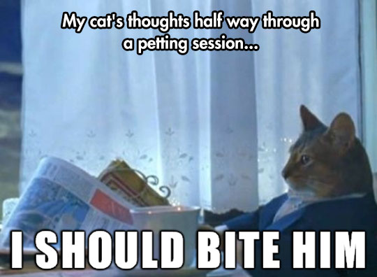 Feline Thoughts