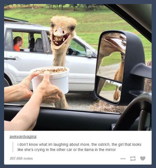 cool-ostrich-eating-car-window