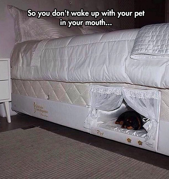 Bed With A Place For Your Dog