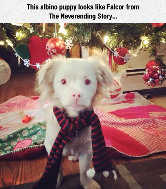 The Neverending Dog