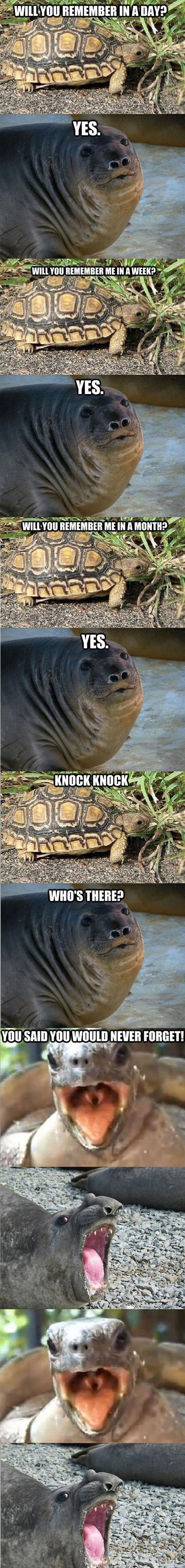 cool-sea-lion-turtle-knock-joke