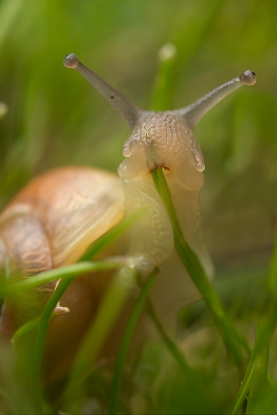cool-snail-eating-grass-transparent
