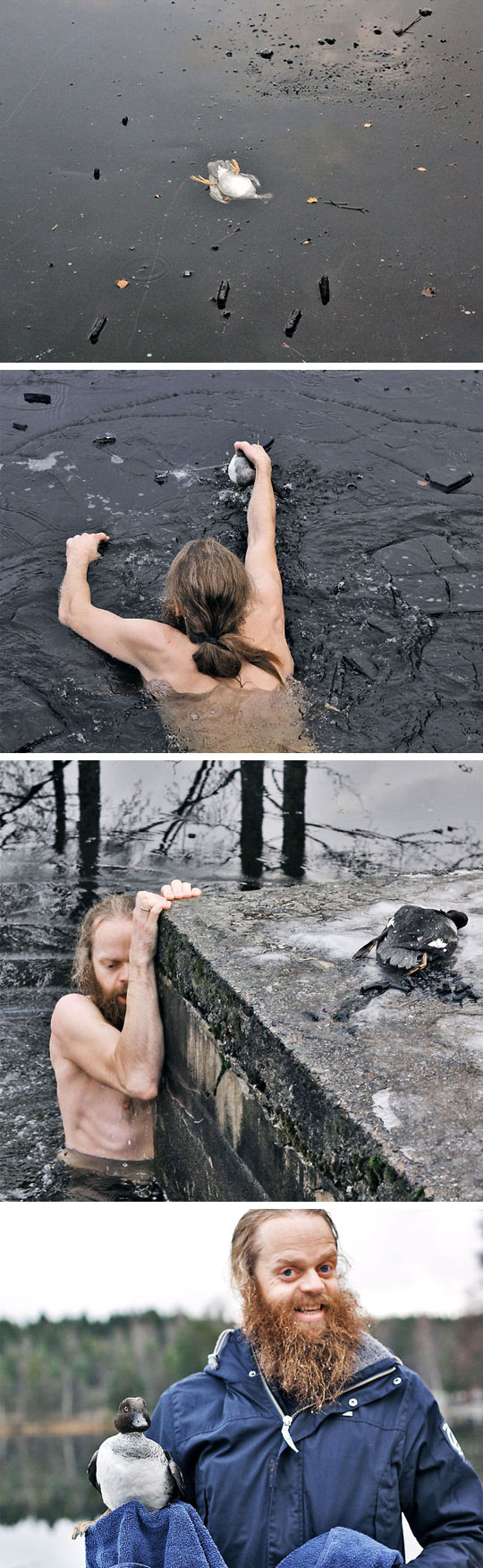 Norwegian Man Saves A Duck