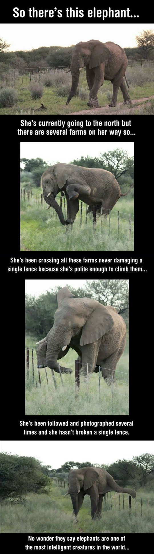 This Elephant Is Special
