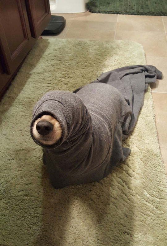 Seal On The Loose