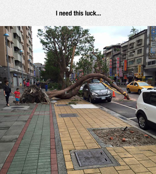 funny-lucky-car-tree-down