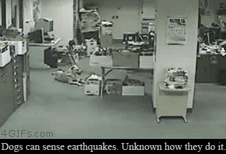 Dog Reacts To Earthquake