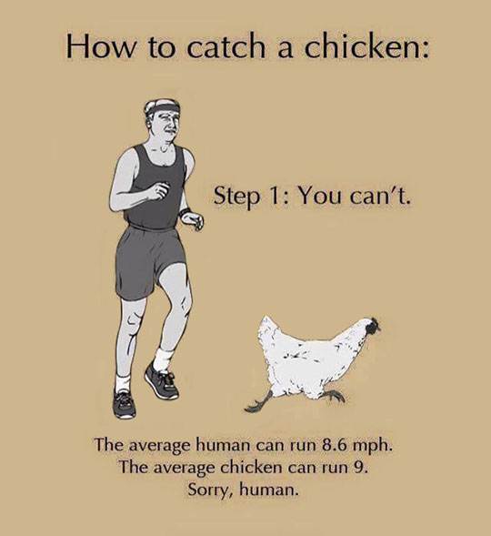 How To Catch A Chicken