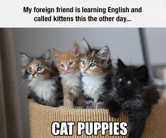 New Word For Kittens
