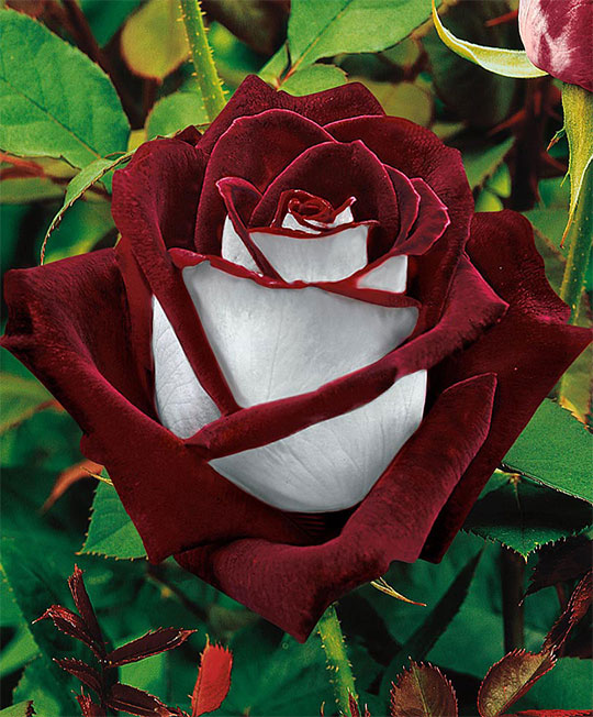 The Magnificent And Beautiful Osiria Rose
