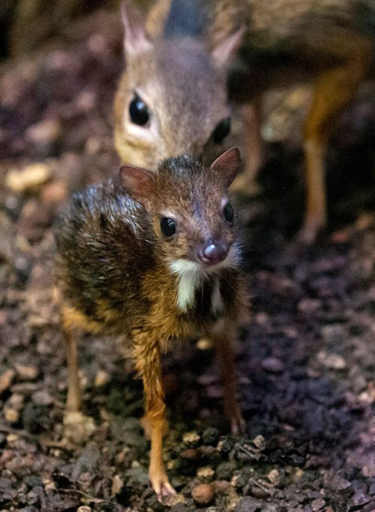 One Day Old Mouse Deer