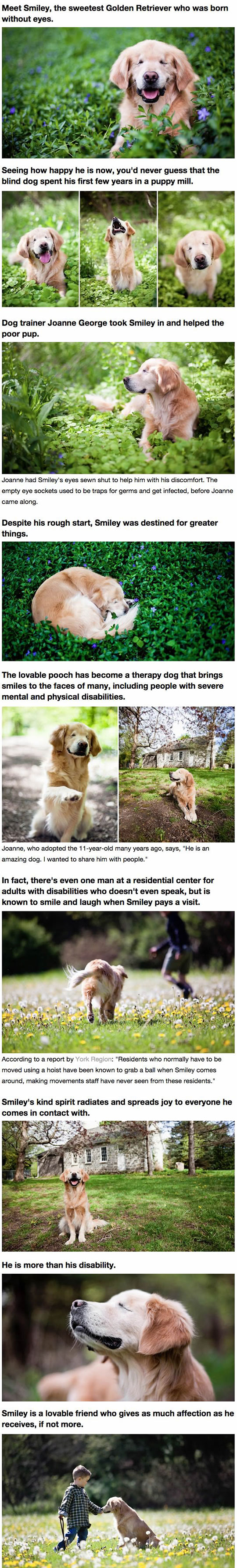 cool-blind-Golden-Retriever-story