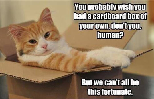 cool-cat-box-face-paws