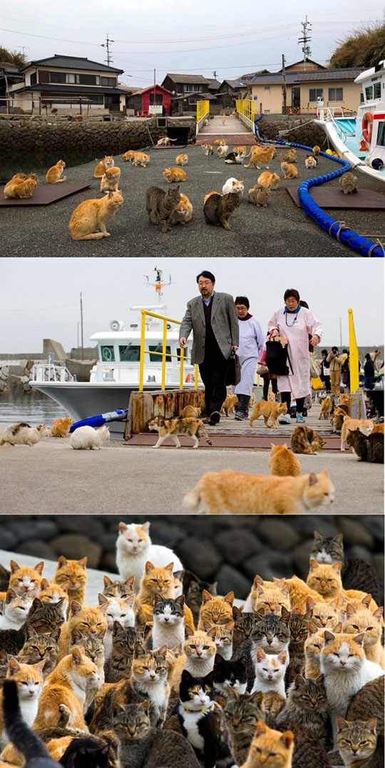 These Cats Occupied An Island In Japan