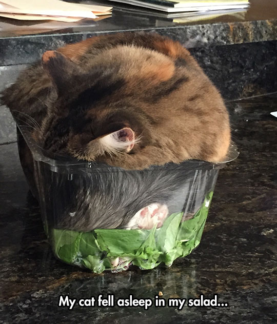 cool-cat-sleeping-salad-plastic