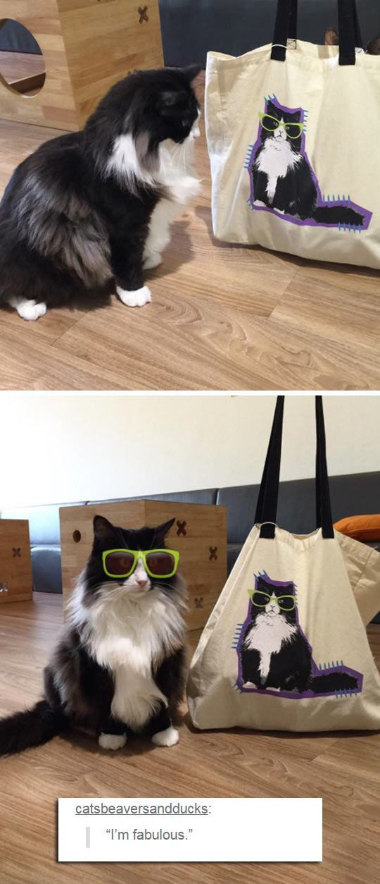 cool-cat-wearing-glasses-bag