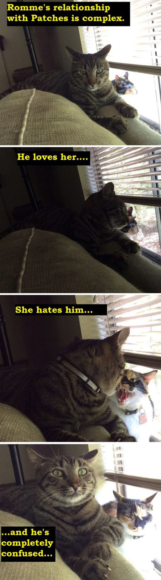 cool-cats-confusing-relationship-love