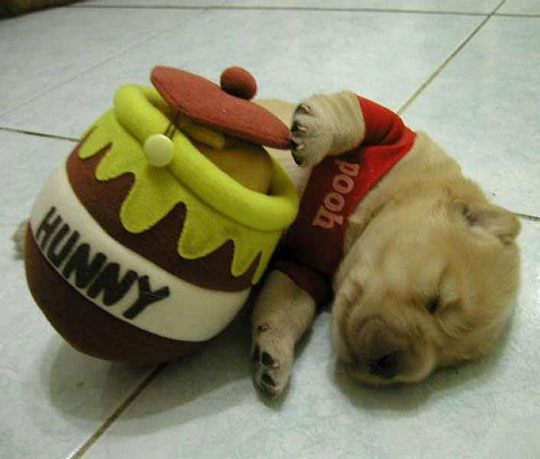 cool-dog-Winnie-Pooh-costume