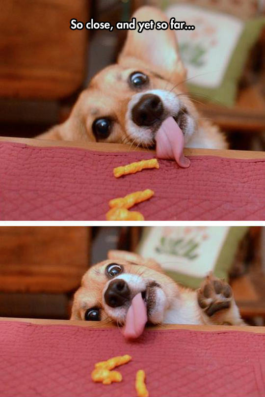 cool-dog-snacks-not-reach