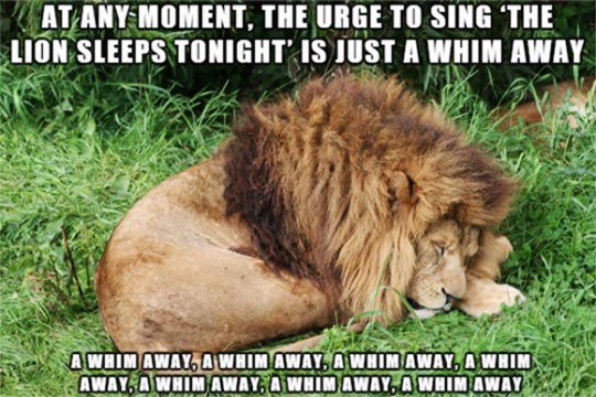 cool-lion-sleeping-lyrics-song-jungle