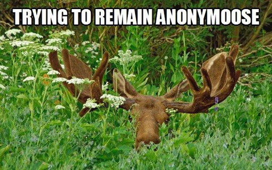 cool-moose-hidden-wood-Canadian