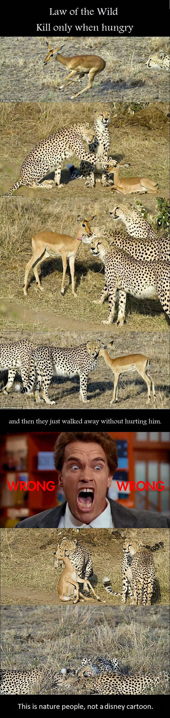 cool-nature-deer-killing-hunger