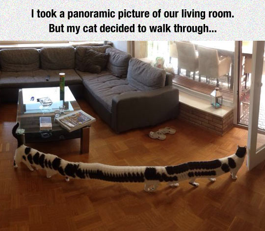 Just A Panoramic Picture Of A Cat
