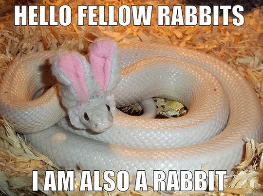 cool-white-snake-rabbit-ears