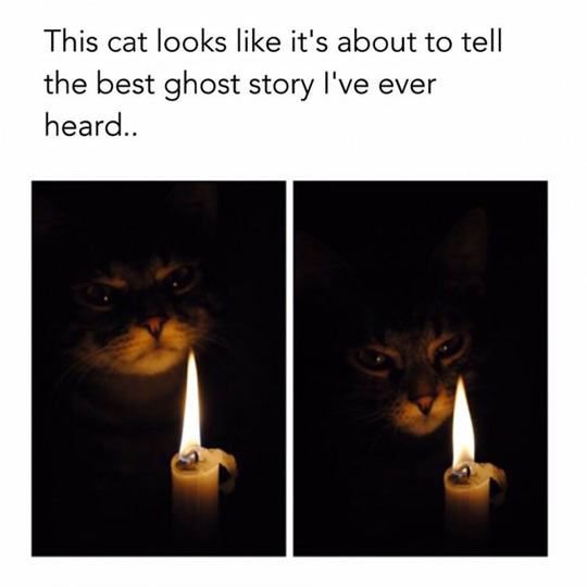 funny-cat-candle-light-fire