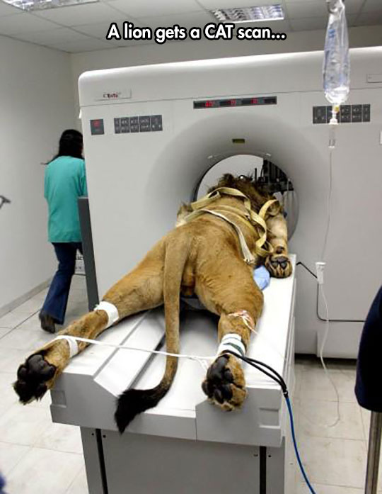 Literal CAT Scan