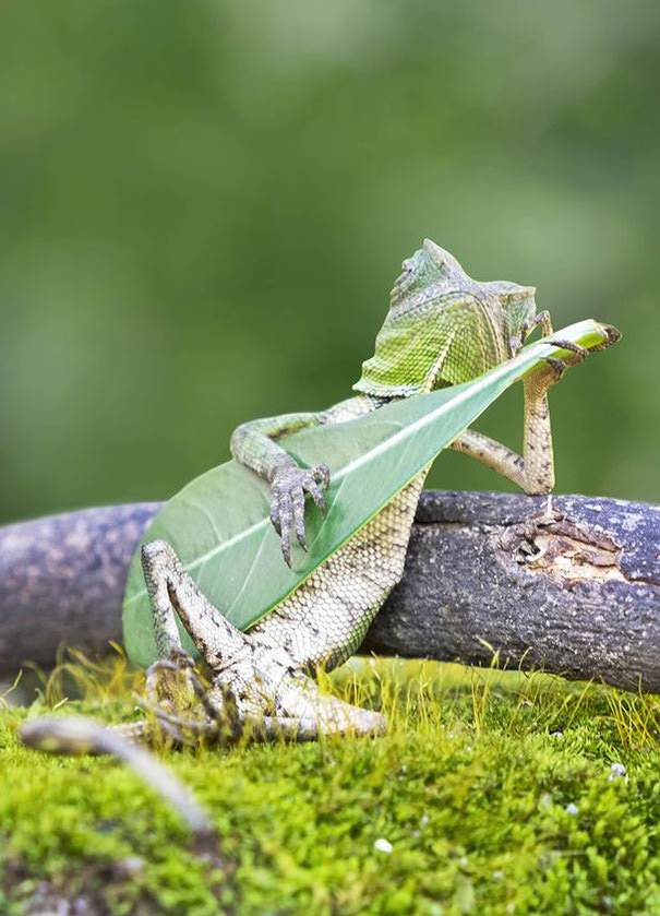Dragon Lizard Playing Leaf Guitar
