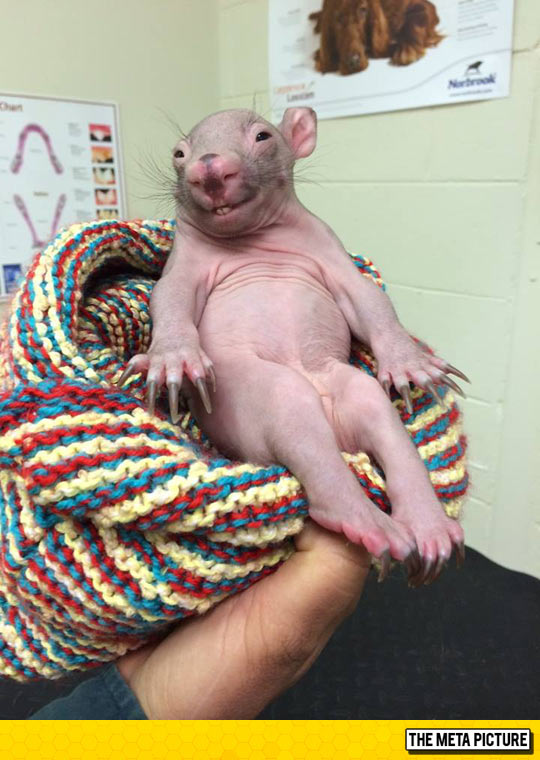 Ridiculously Photogenic Baby Wombat