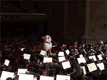 Cat Directing Orchestra