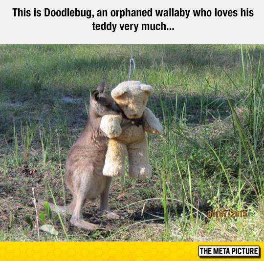 funny-kangaroo-hugging-teddy-bear