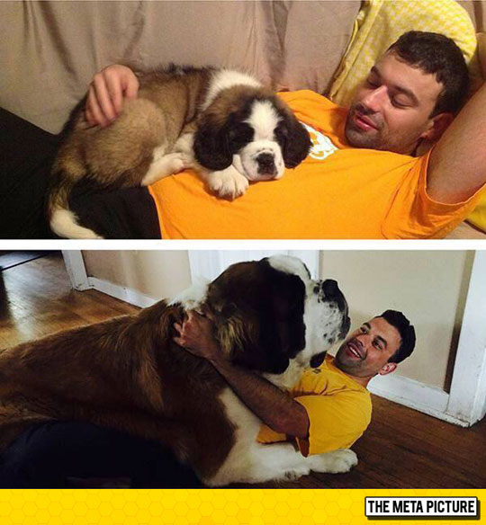 funny-man-dog-before-after-little-big