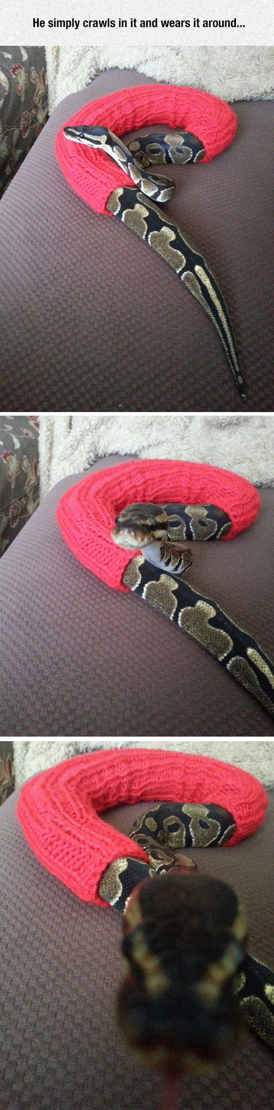 Fancy Snake