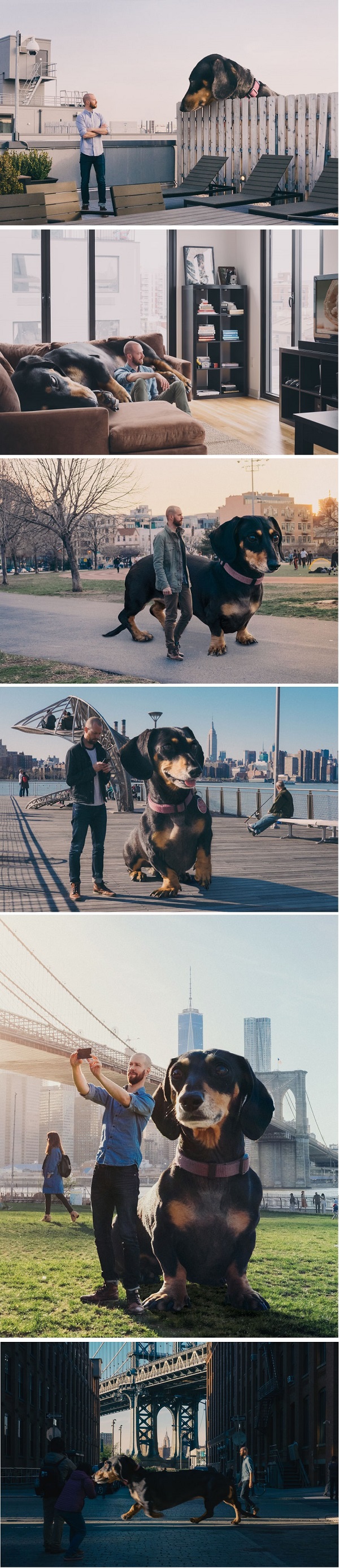 Dog owner photoshops his dog into a giant